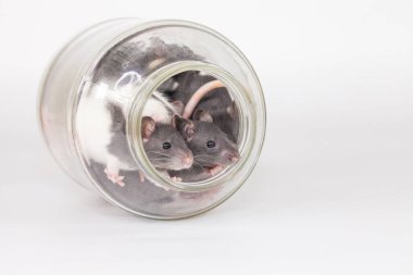 İzolasyon bunu kendi başına yap. Coveid-19 salgın önleme önlemleri. Beyaz arka planda cam kavanozdaki fareler