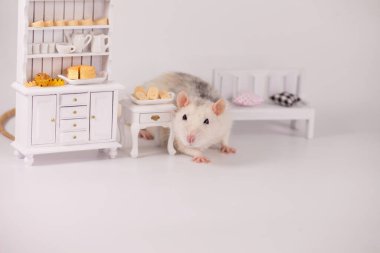 Virüs izolasyonu konsepti. Mobilyaların arasında beyaz bir odada sıçan. Evde bir dilim peynirle fare.