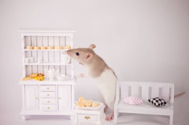 Virüs izolasyonu konsepti. Mobilyaların arasında beyaz bir odada sıçan. Evde bir dilim peynirle fare.