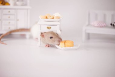 Virüs izolasyonu konsepti. Mobilyaların arasında beyaz bir odada sıçan. Evde bir dilim peynirle fare.