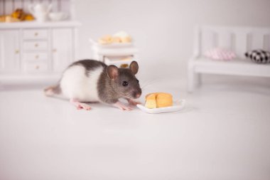 Virüs izolasyonu konsepti. Mobilyaların arasında beyaz bir odada sıçan. Evde bir dilim peynirle fare.