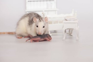 Virüs izolasyonu konsepti. Fare anne ve küçük kel çocukları beyaz bir odada mobilyalarıyla. Evde aile izolasyonu