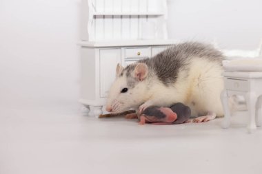 Virüs izolasyonu konsepti. Fare anne ve küçük kel çocukları beyaz bir odada mobilyalarıyla. Evde aile izolasyonu