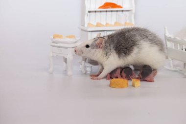 Virüs izolasyonu konsepti. Fare anne ve küçük kel çocukları beyaz bir odada mobilyalarıyla. Evde aile izolasyonu