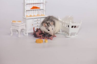 Virüs izolasyonu konsepti. Fare anne ve küçük kel çocukları beyaz bir odada mobilyalarıyla. Evde aile izolasyonu