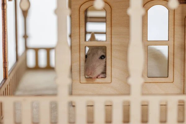 Isolering Gör Det Själv Koncept Förebyggande Pandemier Coveid Rat Svart — Stockfoto