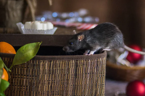 Izolacja Robi Sama Środki Zapobiegania Pandemii Coveid Szczur Pudełku — Zdjęcie stockowe