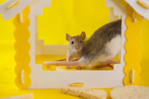 Concept Isolement Virus Les Rats Dans Maison Jaune Cachent — Photo