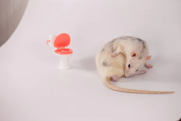 Konzept Zur Isolierung Von Viren Ratte Einem Weißen Raum Zwischen — Stockfoto