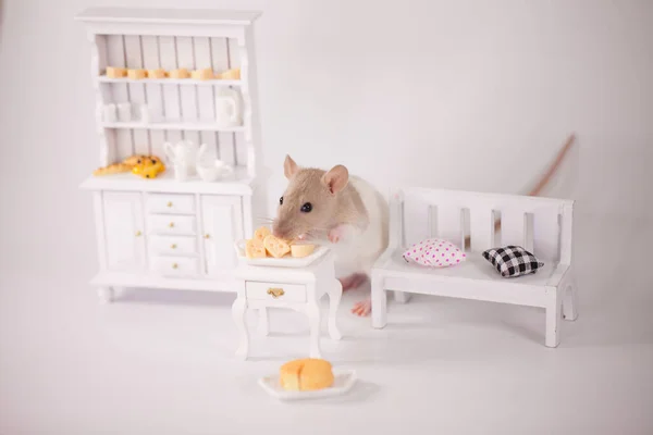 Conceito Isolamento Vírus Rato Uma Sala Branca Entre Móveis Rato — Fotografia de Stock