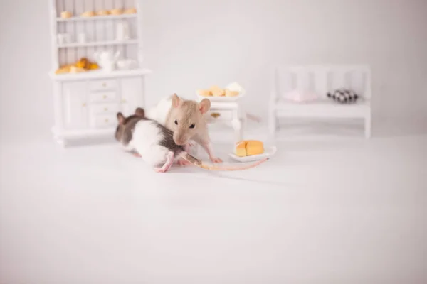 Koncepcja Izolacji Wirusa Szczur Białym Pokoju Wśród Mebli Szczur Domu — Zdjęcie stockowe