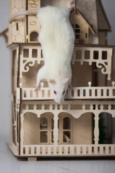 Έννοια Απομόνωσης Ιών Ποντικός Ξύλινο Σπίτι Κάθεται Και Αστοχεί — Φωτογραφία Αρχείου