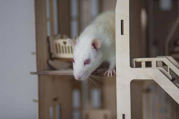 Virus isolation concept. Rat in a wooden house. Sitting and looking out the window
