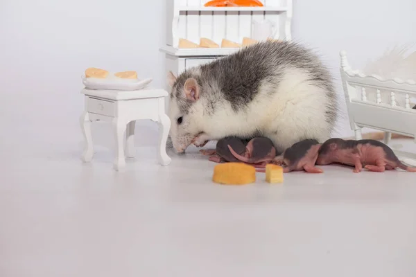 Conceito Isolamento Vírus Rato Mãe Seus Filhos Carecas Uma Sala — Fotografia de Stock