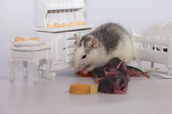 Conceito Isolamento Vírus Rato Mãe Seus Filhos Carecas Uma Sala — Fotografia de Stock