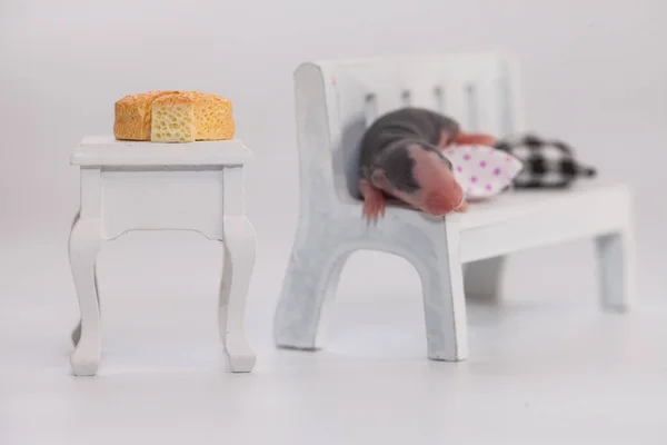 Virus isolation concept. Rat with a large piece of cheese in a white room with furniture. Home insulation