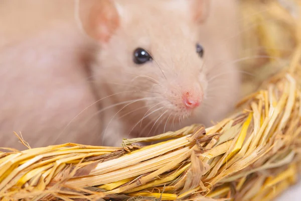 Virus Isolation Concept Rat Rat Nest Grass — Stock Photo, Image