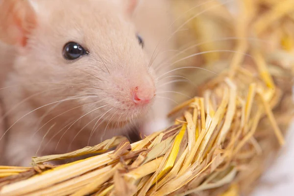 Έννοια Απομόνωσης Ιών Ποντικοφωλιά Του Χόρτου — Φωτογραφία Αρχείου
