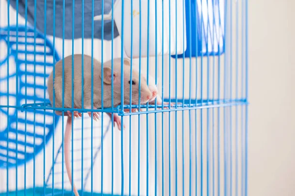 Concept Isolement Personnel Rats Dans Une Cage — Photo