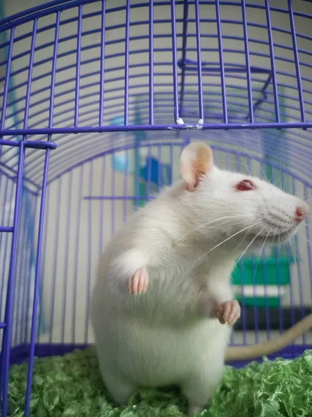 Konzept Der Selbstisolierung Ratten Käfig — Stockfoto