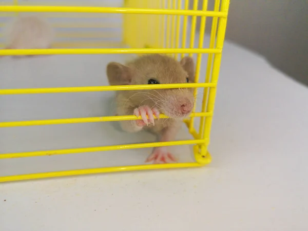 Koncepcja Samoizolacji Szczury Klatce — Zdjęcie stockowe