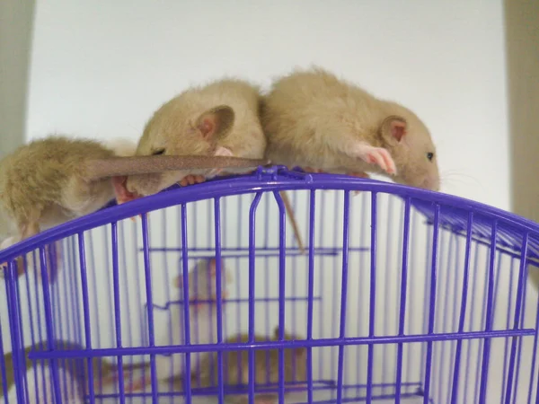 Koncepcja Samoizolacji Szczury Klatce — Zdjęcie stockowe