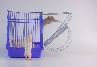 İzolasyon bunu kendi başına yap. Coveid-19 salgın önleme önlemleri. Mor kafesteki fare..