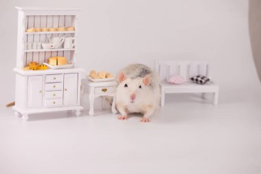 Virüs izolasyonu konsepti. Mobilyaların arasında beyaz bir odada sıçan. Evde bir dilim peynirle fare.