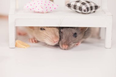 Virüs izolasyonu konsepti. Mobilyaların arasında beyaz bir odada sıçan. Evde bir dilim peynirle fare.