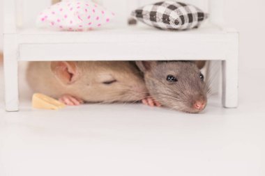 Virüs izolasyonu konsepti. Mobilyaların arasında beyaz bir odada sıçan. Evde bir dilim peynirle fare.