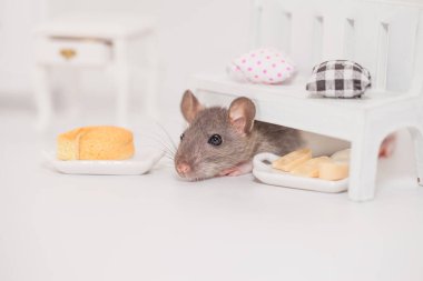 Virüs izolasyonu konsepti. Mobilyaların arasında beyaz bir odada sıçan. Evde bir dilim peynirle fare.