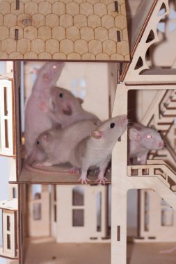 Virüs izolasyonu konsepti. Ahşap bir evde sıçan. Oturuyor ve ıskalıyor.
