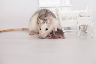 Virüs izolasyonu konsepti. Fare anne ve küçük kel çocukları beyaz bir odada mobilyalarıyla. Evde aile izolasyonu