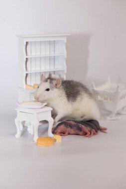 Virüs izolasyonu konsepti. Fare anne ve küçük kel çocukları beyaz bir odada mobilyalarıyla. Evde aile izolasyonu