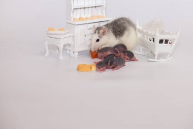 Virüs izolasyonu konsepti. Fare anne ve küçük kel çocukları beyaz bir odada mobilyalarıyla. Evde aile izolasyonu