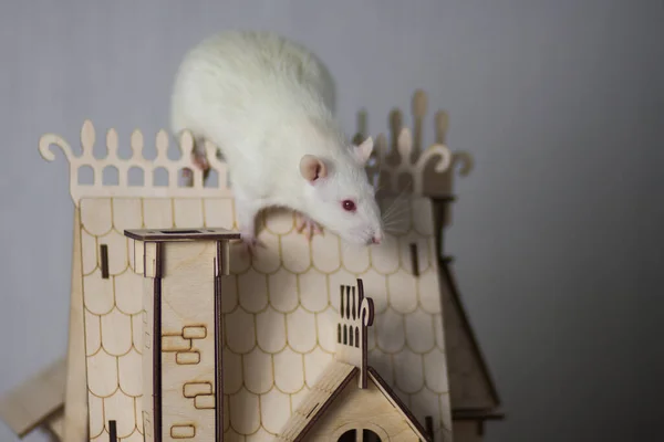 Concept Isolement Virus Rat Dans Une Maison Bois Assis Manque — Photo