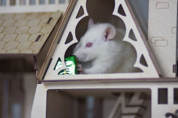 Koncepcja Izolacji Wirusa Szczur Drewnianym Domu Siedzenie Patrzenie Przez Okno — Zdjęcie stockowe