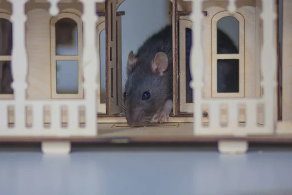 病毒隔离的概念 老鼠在一间木头房子里坐着和错过 — 图库照片