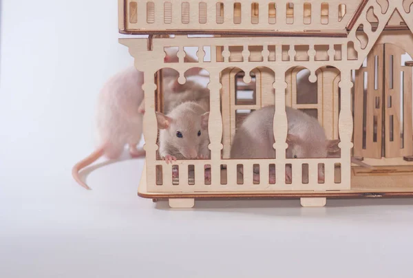 Virusisolatie Concept Ratten Een Houten Huis Zitten Missen — Stockfoto