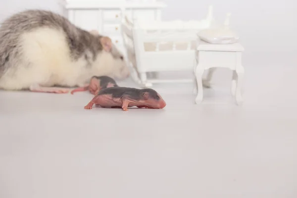 Conceito Isolamento Vírus Rato Mãe Seus Filhos Carecas Uma Sala — Fotografia de Stock