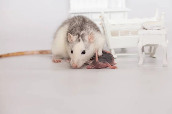 Conceito Isolamento Vírus Rato Mãe Seus Filhos Carecas Uma Sala — Fotografia de Stock