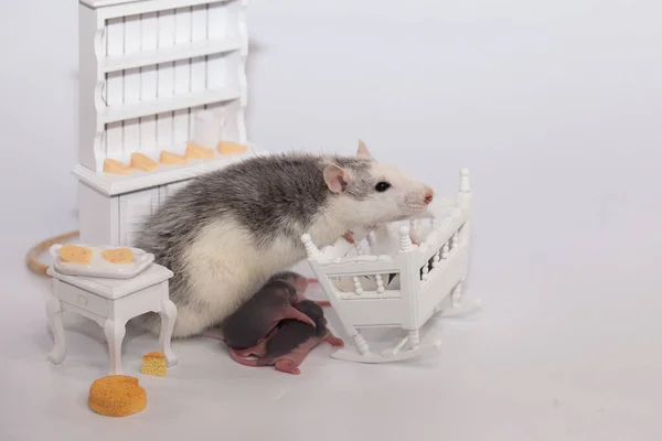 Conceito Isolamento Vírus Rato Mãe Seus Filhos Carecas Uma Sala — Fotografia de Stock