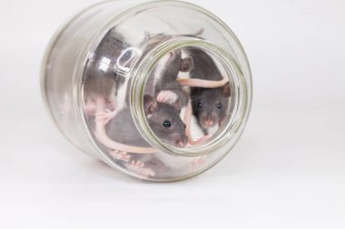 İzolasyon bunu kendi başına yap. Coveid-19 salgın önleme önlemleri. Beyaz arka planda cam kavanozdaki fareler