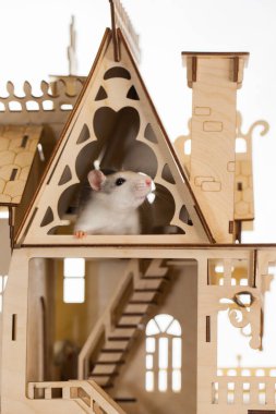 İzolasyon bunu kendi başına yap. Coveid-19 salgın önleme önlemleri. Küçük siyah bir kafeste fare..