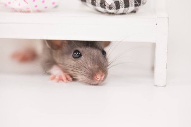 Virüs izolasyonu konsepti. Mobilyaların arasında beyaz bir odada sıçan. Evde bir dilim peynirle fare.
