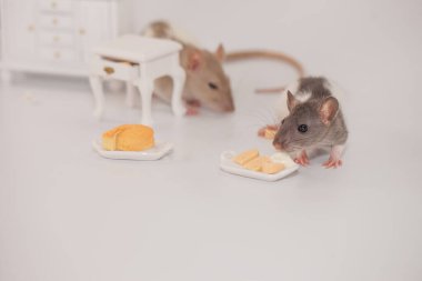 Virüs izolasyonu konsepti. Mobilyaların arasında beyaz bir odada sıçan. Evde bir dilim peynirle fare.