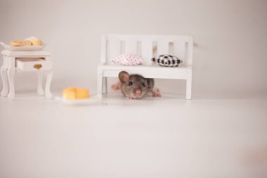 Virüs izolasyonu konsepti. Mobilyaların arasında beyaz bir odada sıçan. Evde bir dilim peynirle fare.