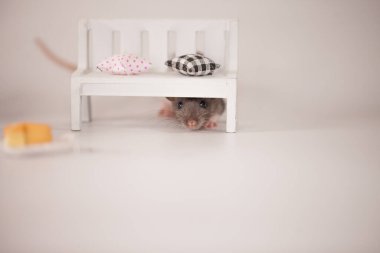 Virüs izolasyonu konsepti. Mobilyaların arasında beyaz bir odada sıçan. Evde bir dilim peynirle fare.