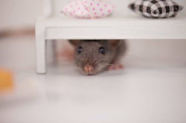 Virüs izolasyonu konsepti. Mobilyaların arasında beyaz bir odada sıçan. Evde bir dilim fareyle.