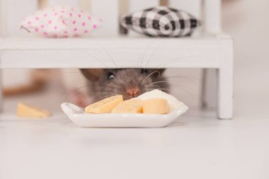 Virüs izolasyonu konsepti. Mobilyaların arasında beyaz bir odada sıçan. Evde bir dilim fareyle.